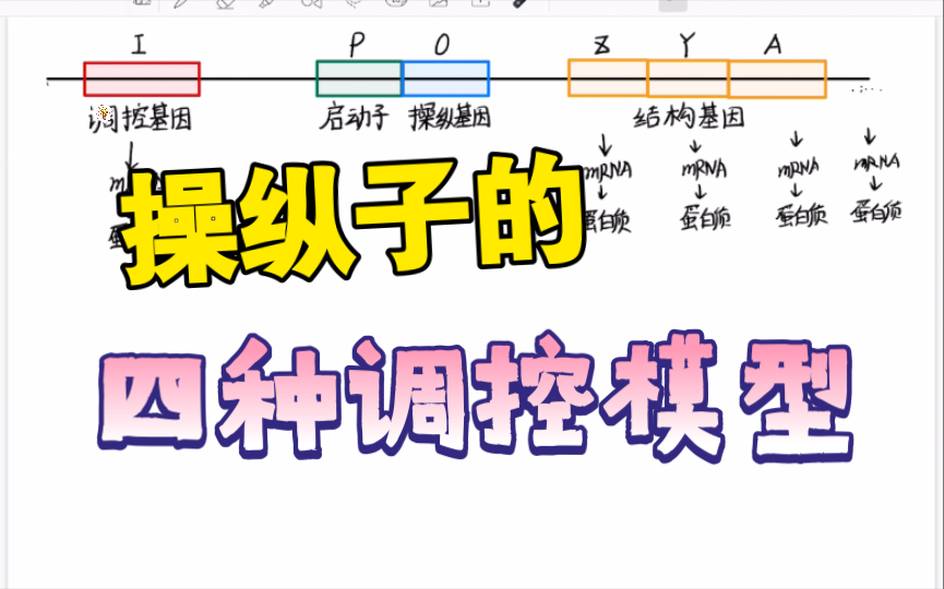 76.分子生物学/操纵子的四种调控模型哔哩哔哩bilibili