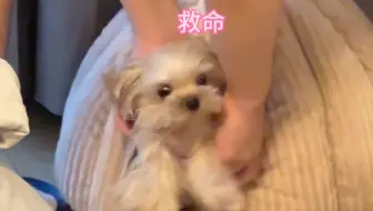 出门要穿鞋 小狗不嘻嘻