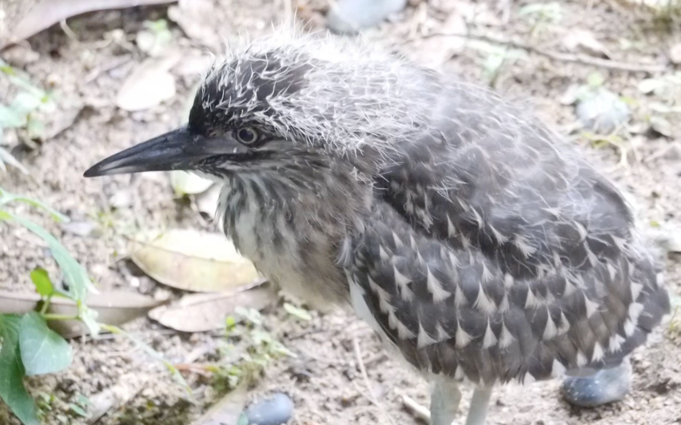 未成年的小企鹅真的是对什么都充满好奇呢