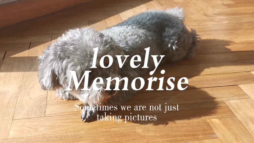 灰色小泰迪晒太阳 暖暖的好舒服 懒羊羊本懒