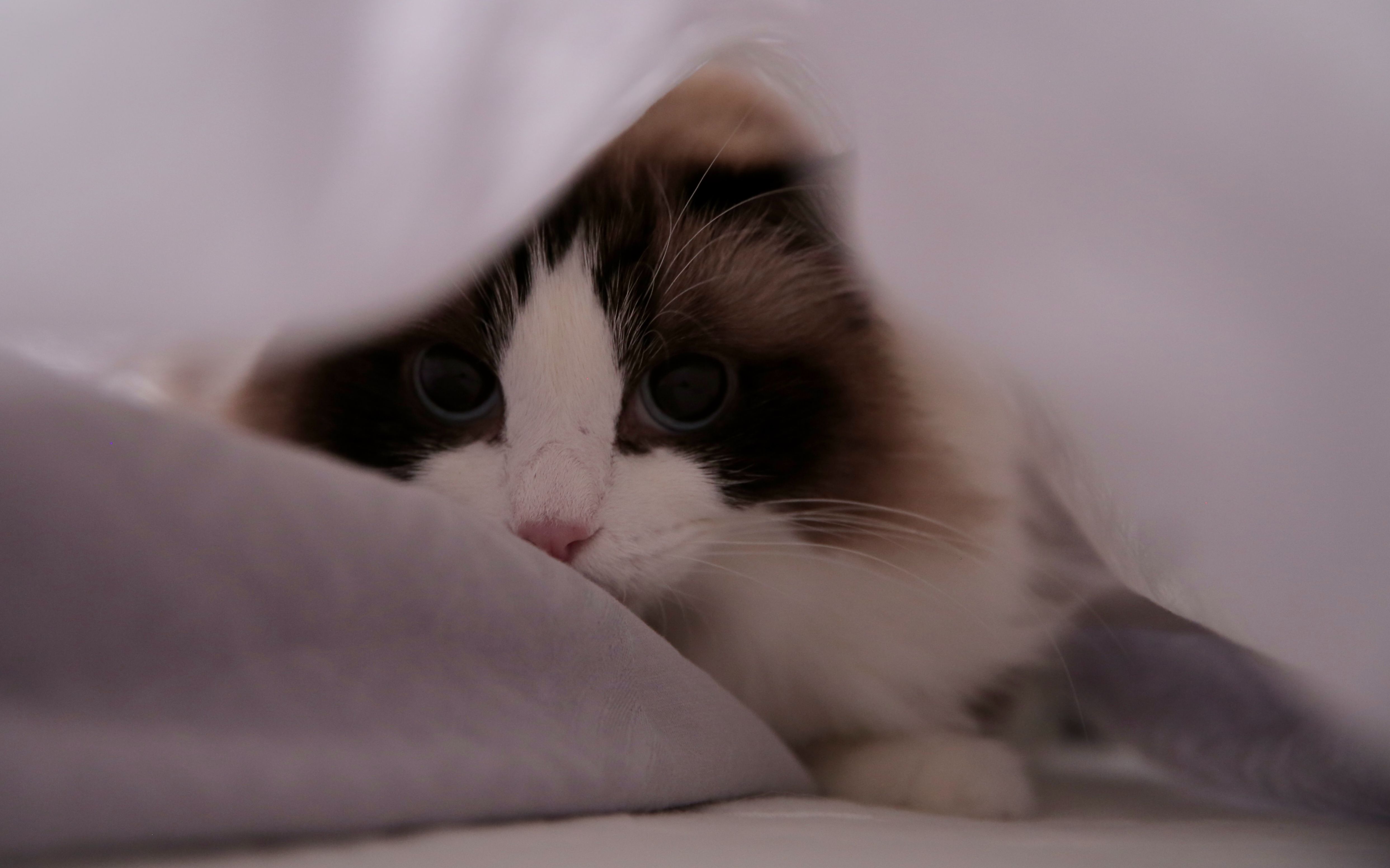 2020冬的第一场大雪,布偶猫的庆祝仪式