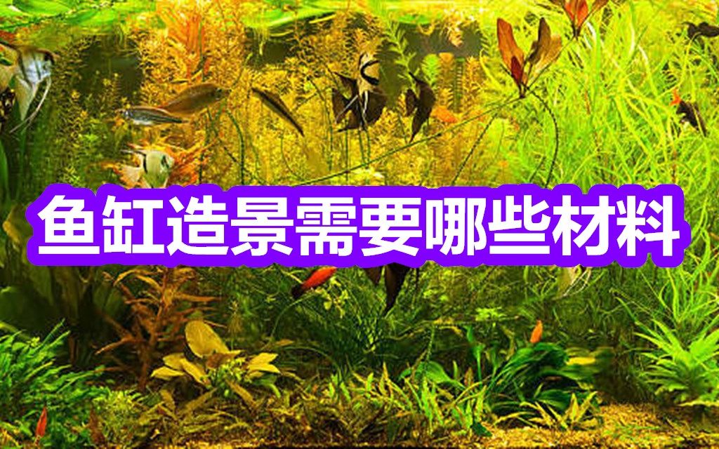 鱼缸造景需要哪些材料?鱼缸造景简易教程哔哩哔哩bilibili