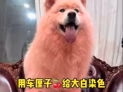 用车厘子给狗染色！没翻车！