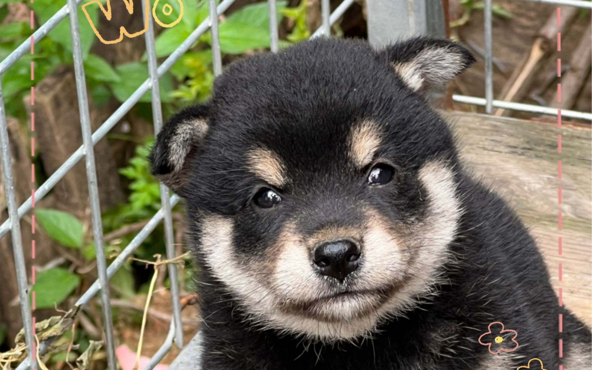 可爱的黑柴犬宝宝今天满月了bao62bao