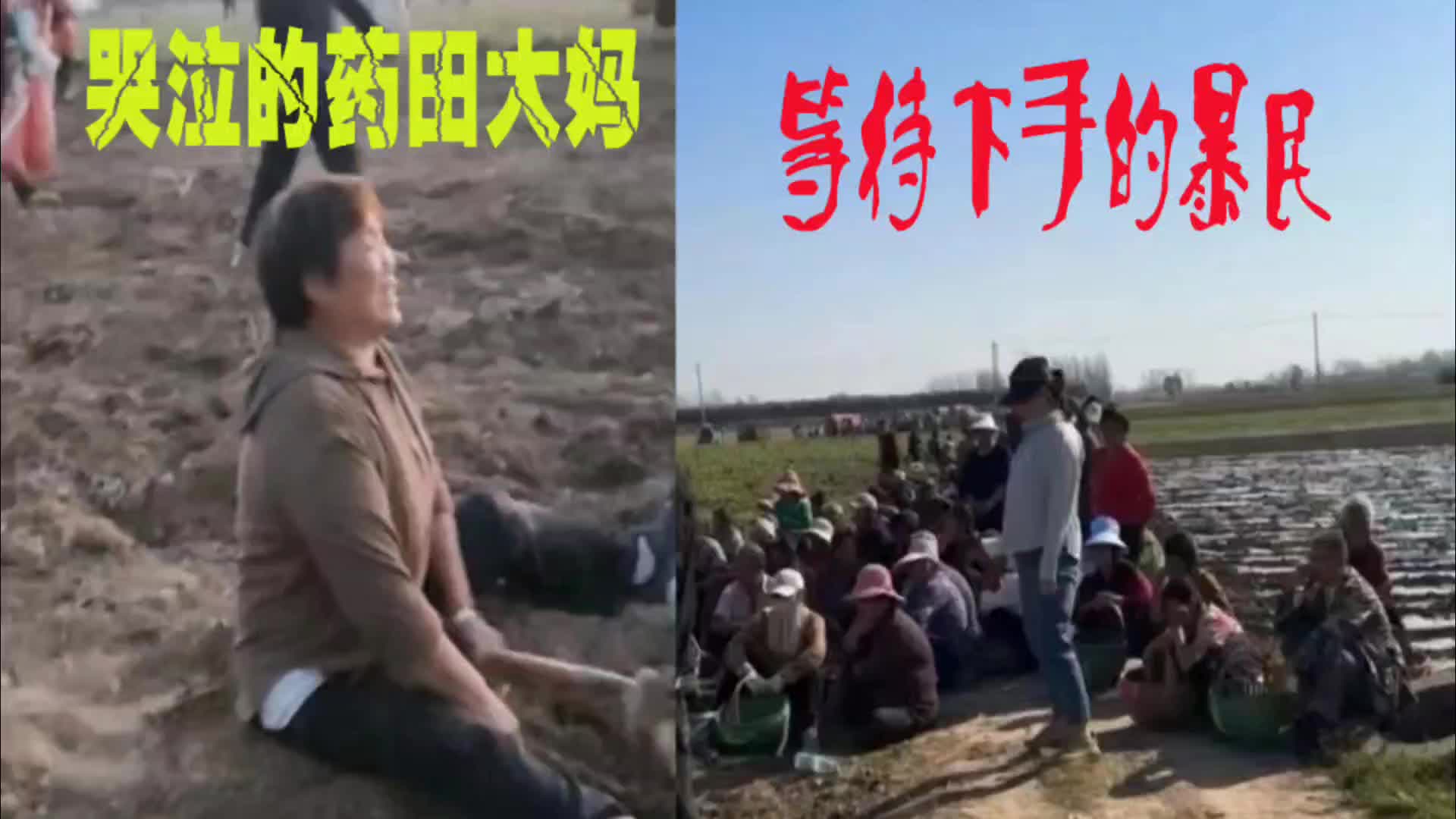 [图]河南周口药田被哄抢，网友建议重罚暴民，村官却说是当地习俗