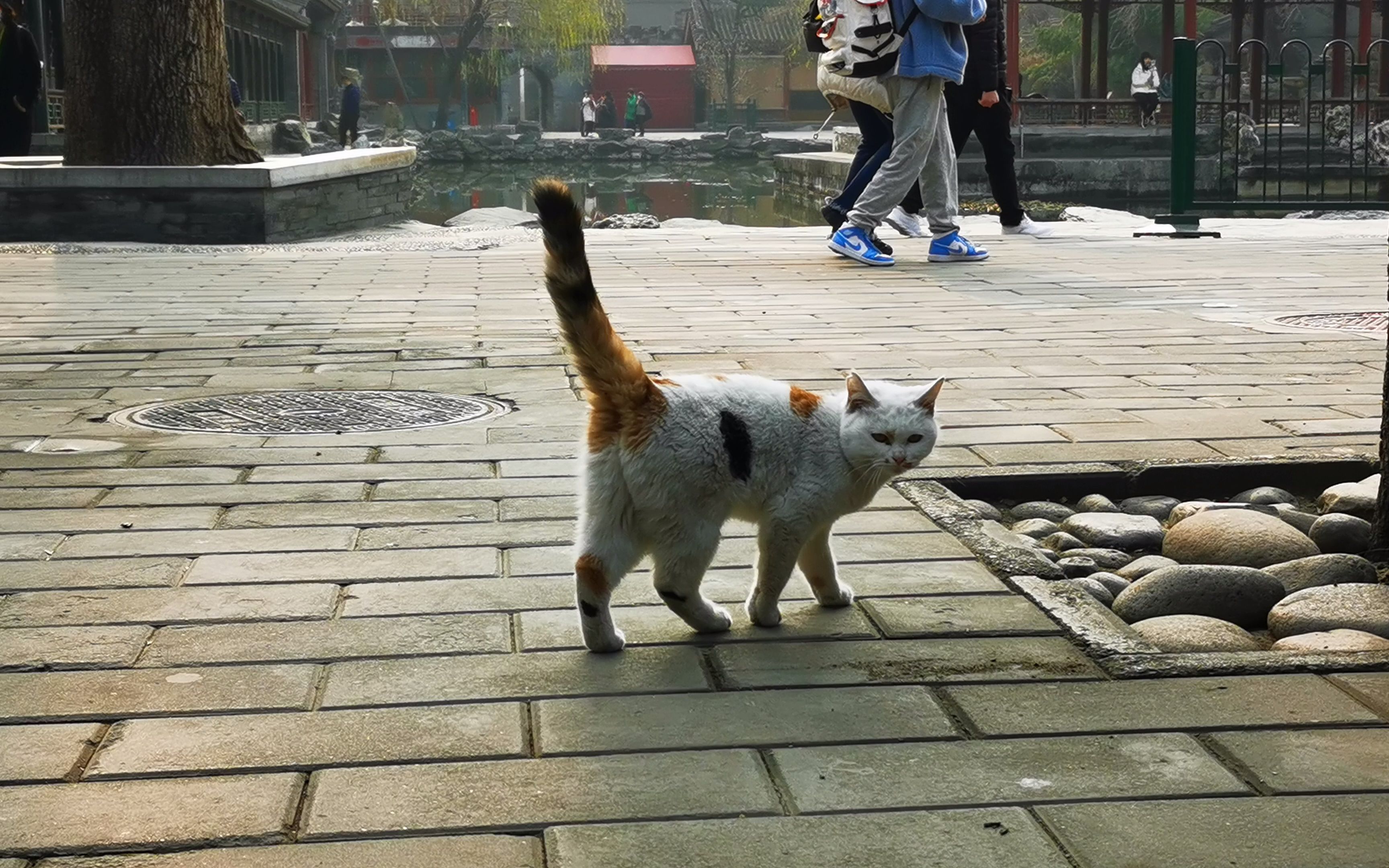 [图]【猫】恭王府方塘水榭北侧宝朴斋门前的三花猫咪