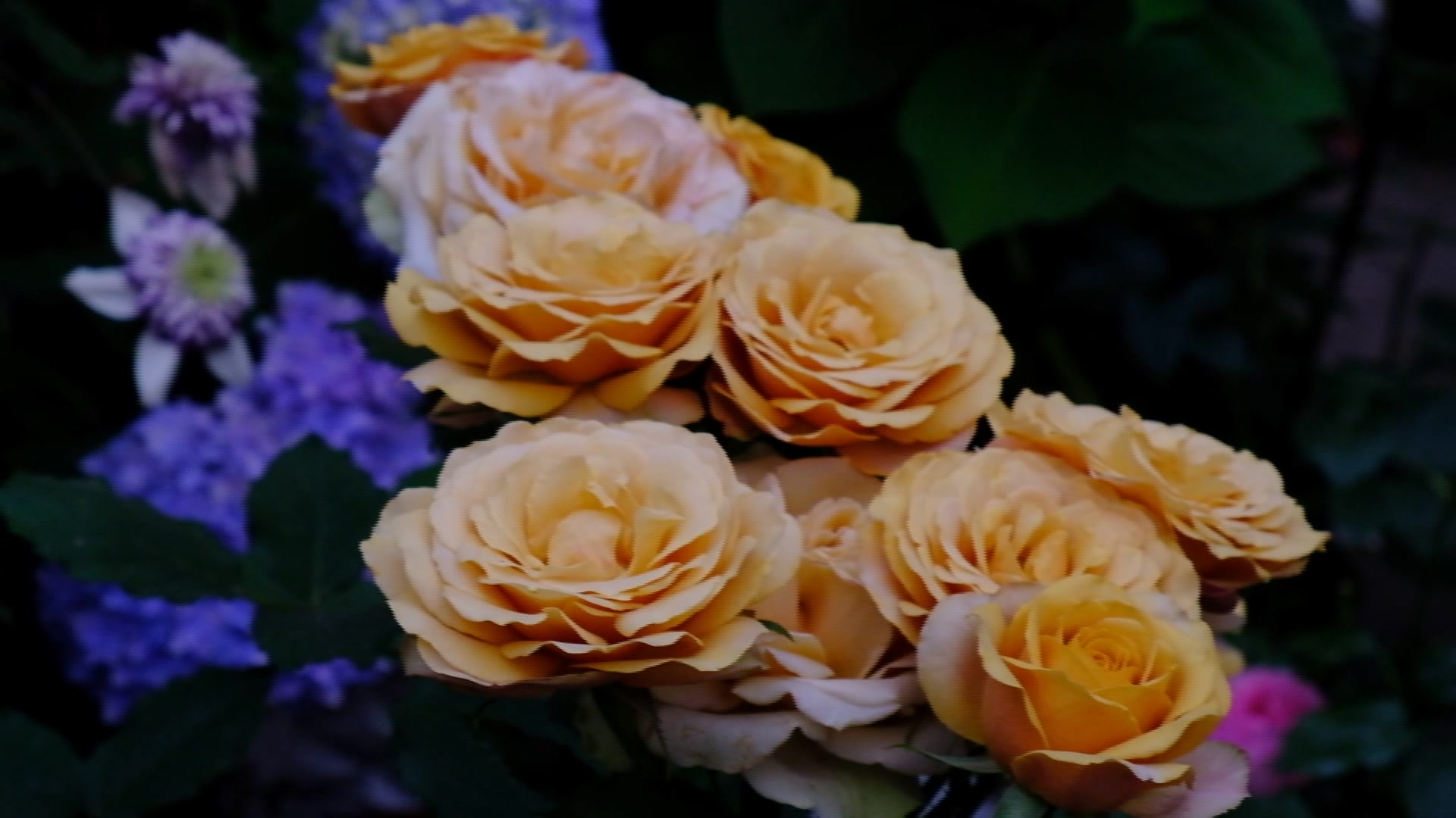 复古色切花月季松之梦