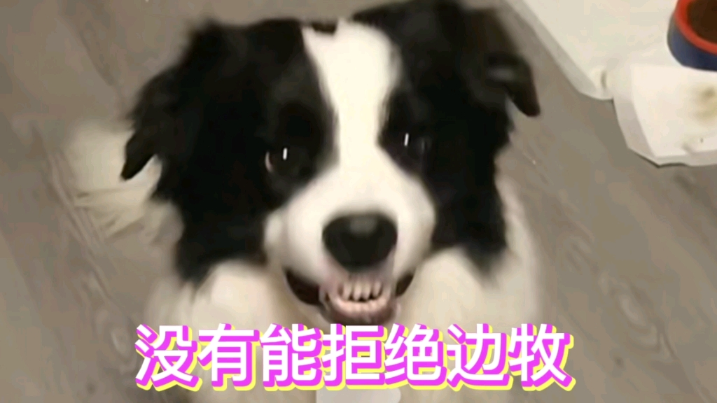 边牧是真的适合作为陪伴犬,老少通吃哔哩哔哩bilibili