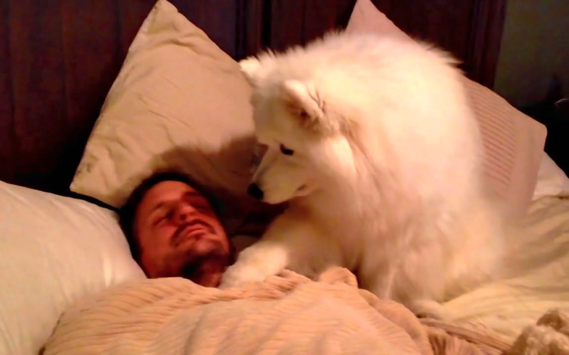 哈士奇叫主人起床vs萨摩耶叫主人,同样是雪橇犬,做法却大不一样