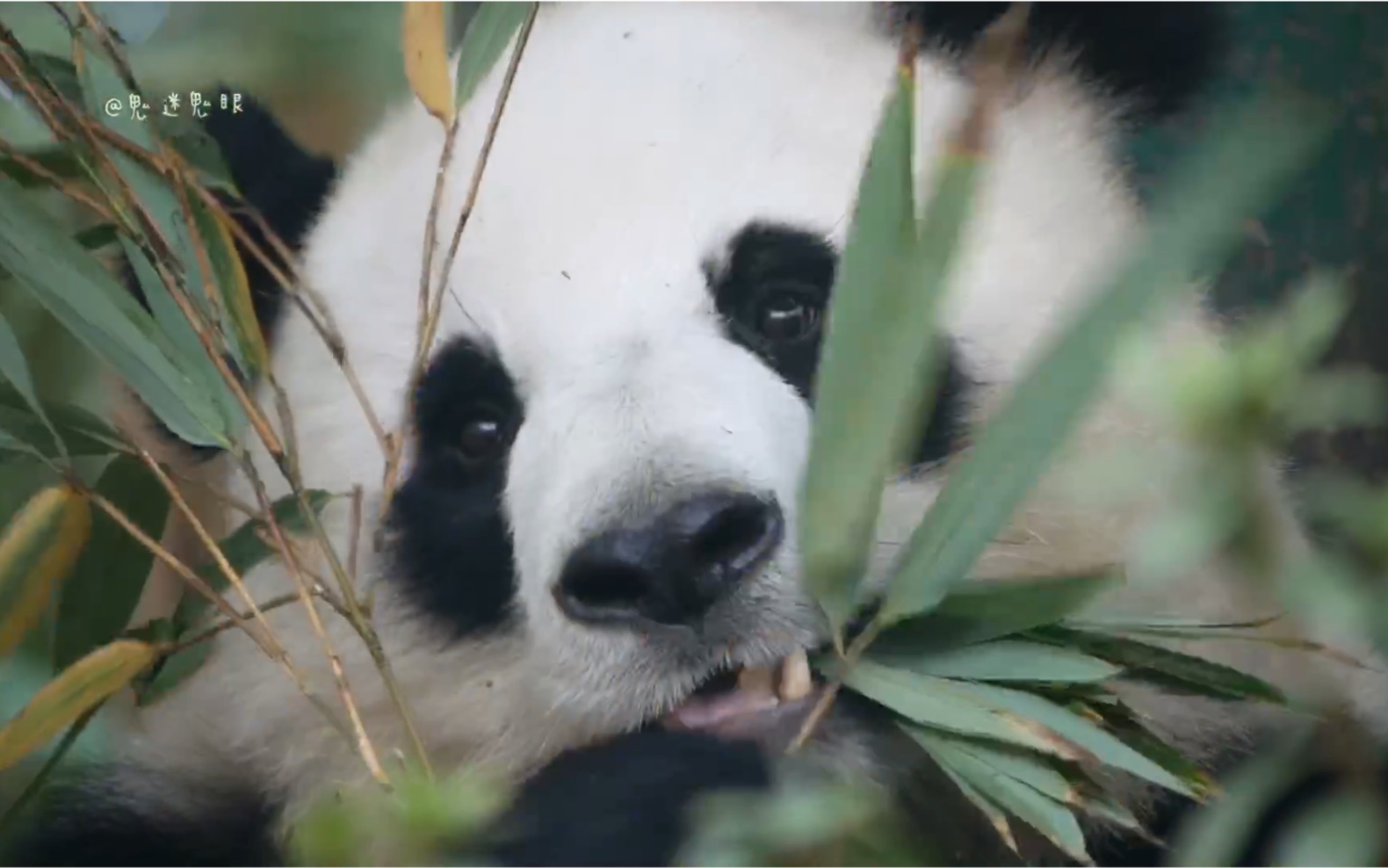 大熊猫囡囡乖乖吃早饭的大脸囡囡猫儿