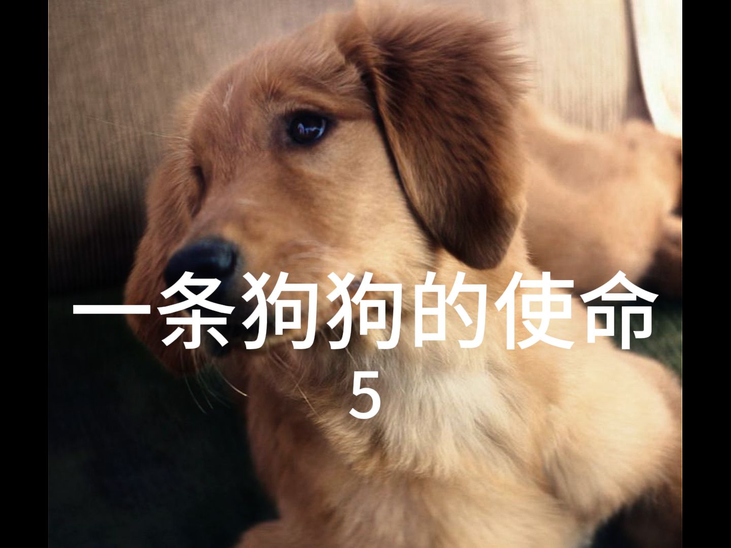 一条狗的使命