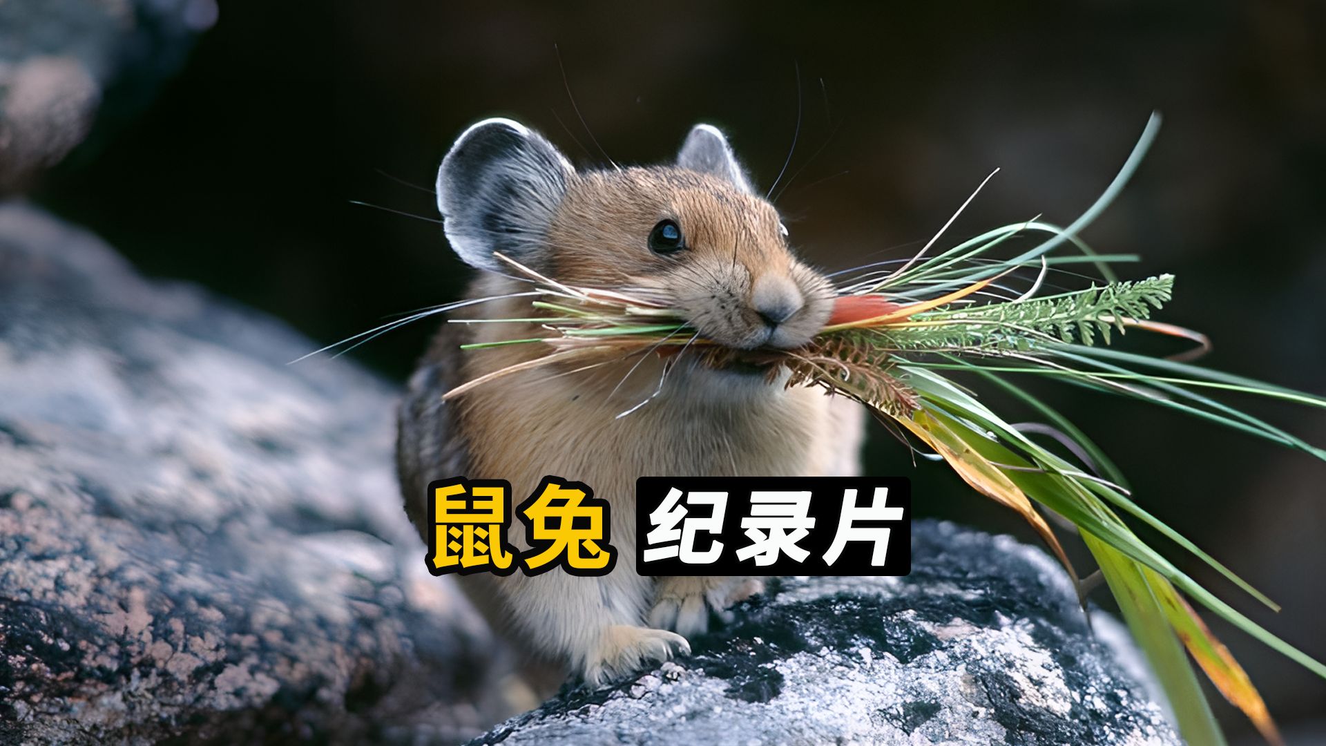 才华横溢的鼠兔,颜值拉垮的藏狐