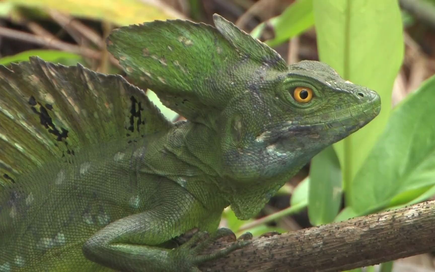 【动物王国】翼蜥(1080p)