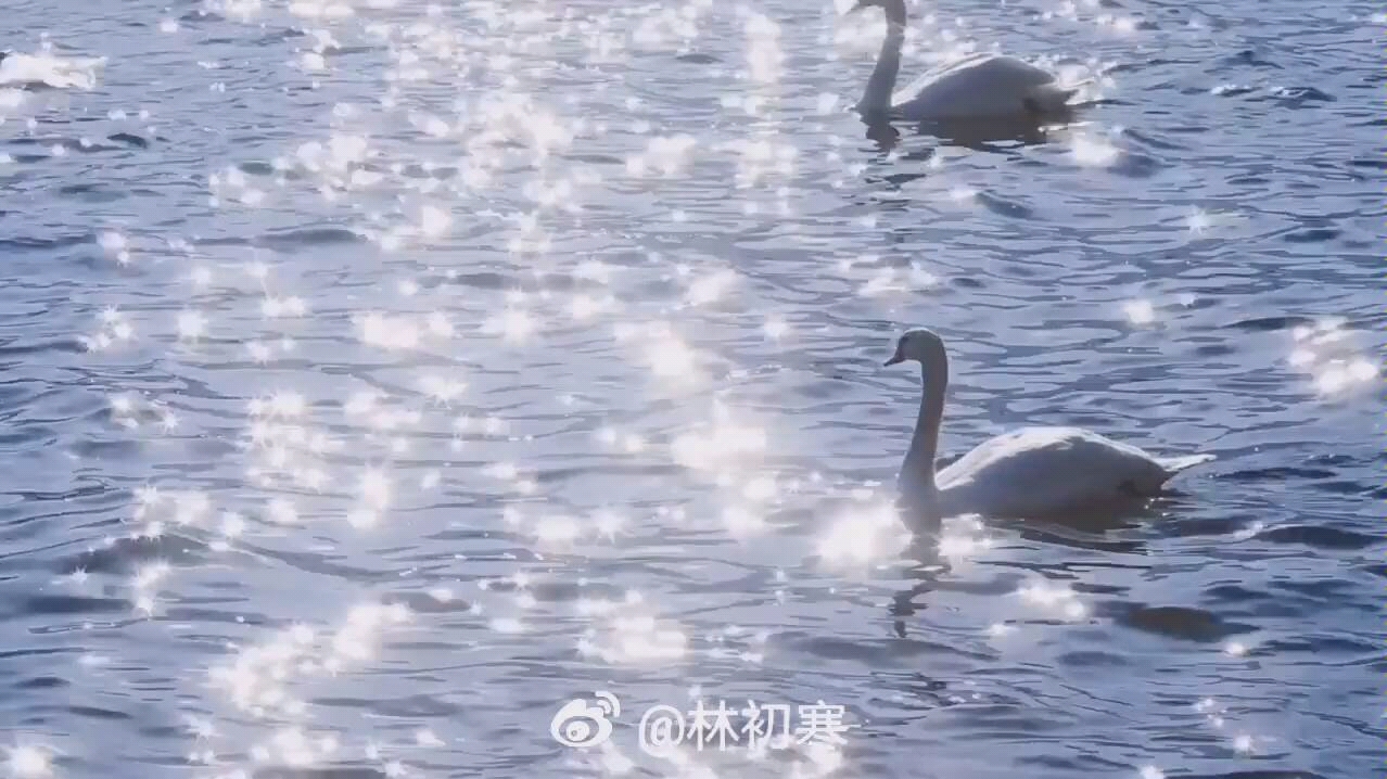 [图]富士山下天鹅湖 童话般的场景