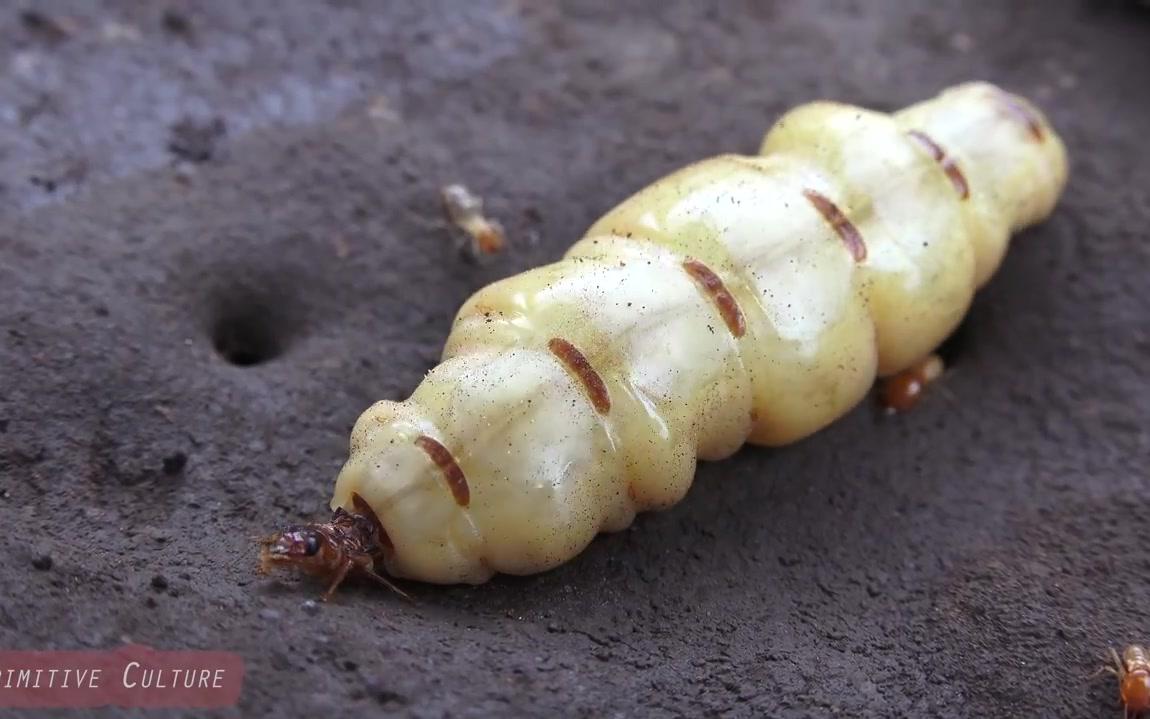 野食大叔端了白蚁老窝活捉蚁后大补啊