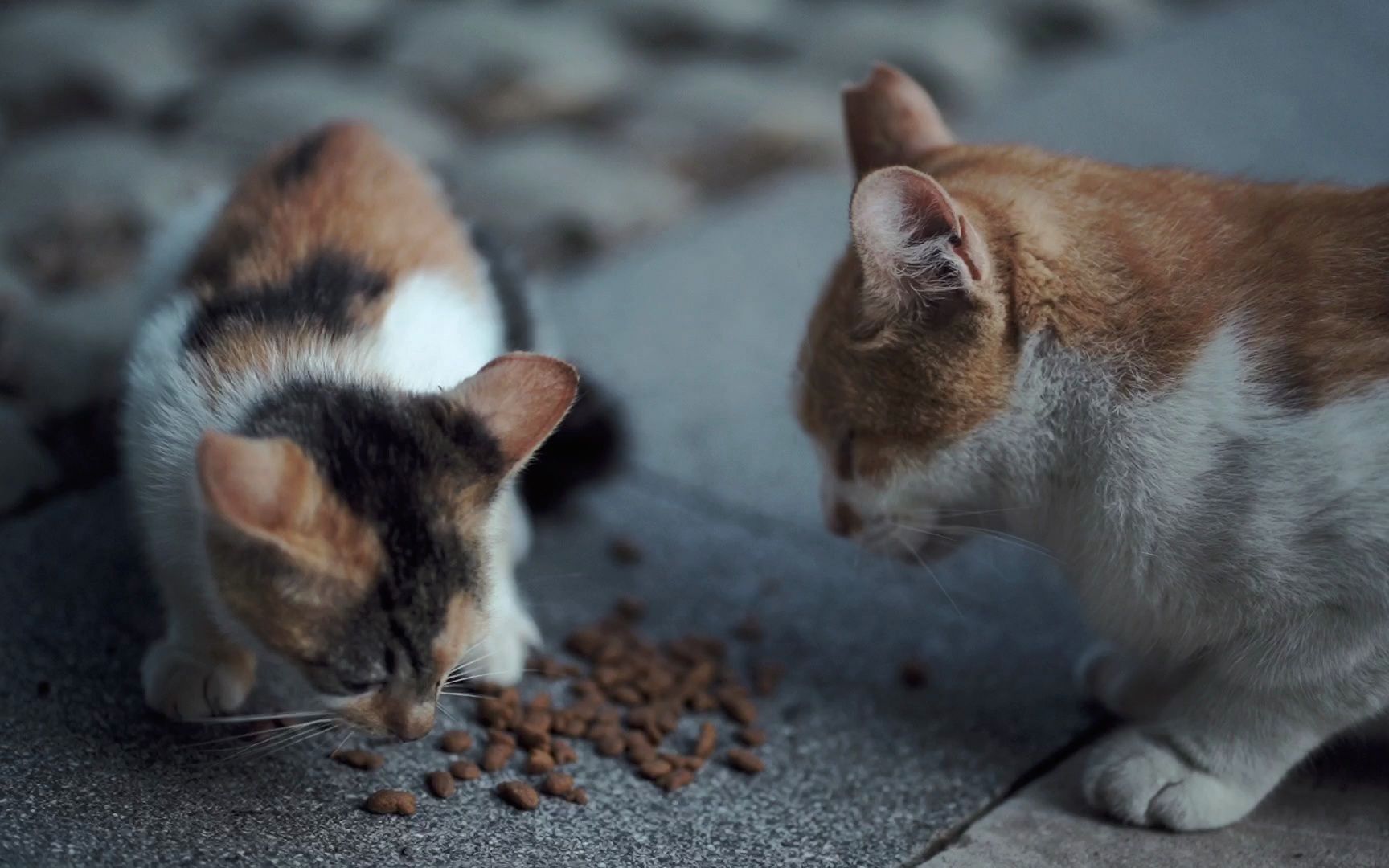 投喂小区流浪猫一家的日常