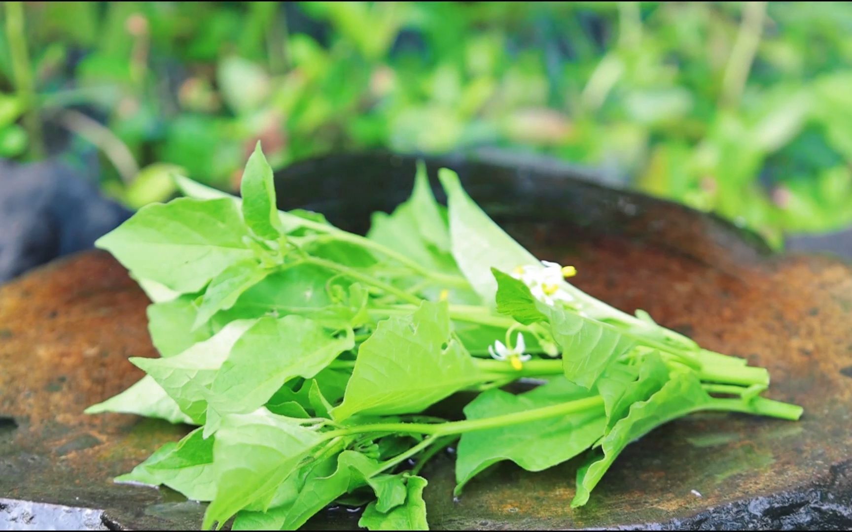 掐点龙葵叶放石头上烤着吃,撒上辣椒面,没想到这么好吃