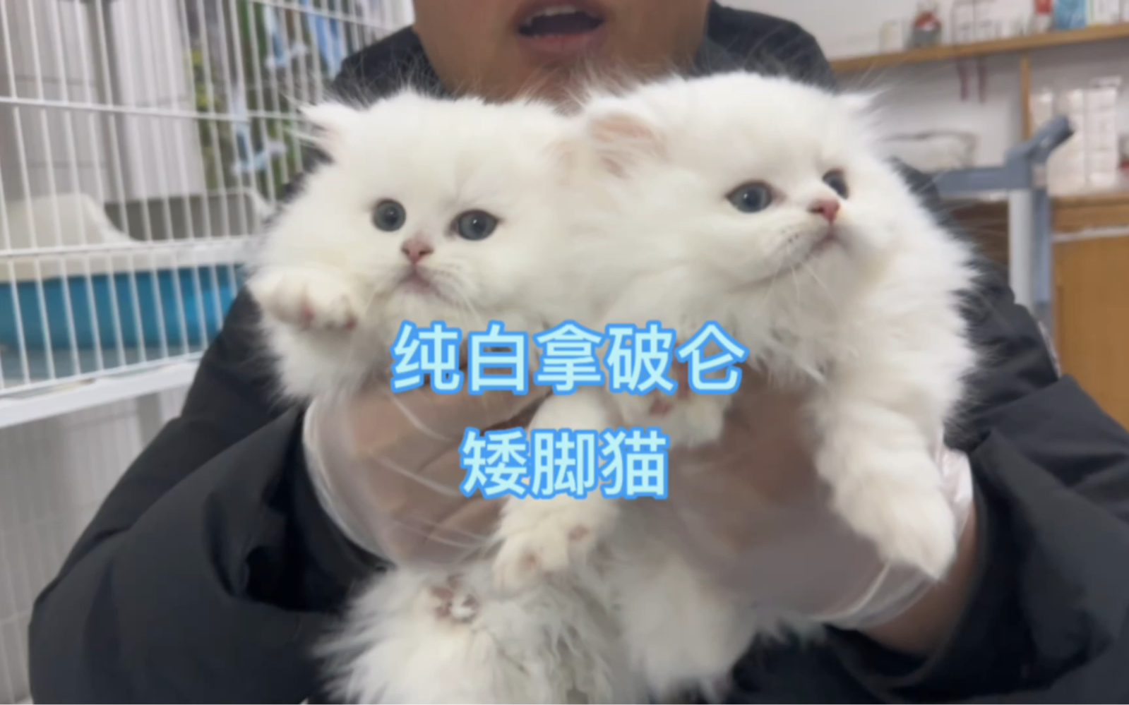 [图]朋友家一窝纯白拿破仑矮脚猫要出四千一只，一只猫四千太贵了吧