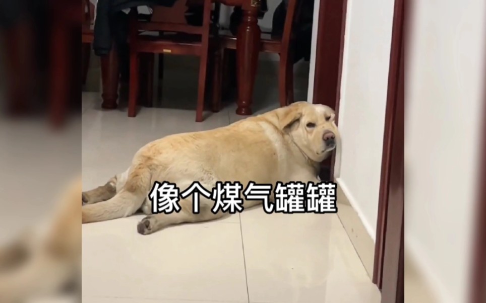 狗子胖的像个煤气罐罐一样