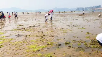 Descargar video: 深圳周边最热闹的赶海遛娃海滩，每到周末像赶集，广州自驾2小时可直达。