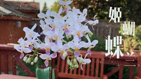 养兰记 姬蝴蝶兰原生种蝴蝶兰phal Equestris花量最大 多花性的始祖蝴蝶兰 哔哩哔哩