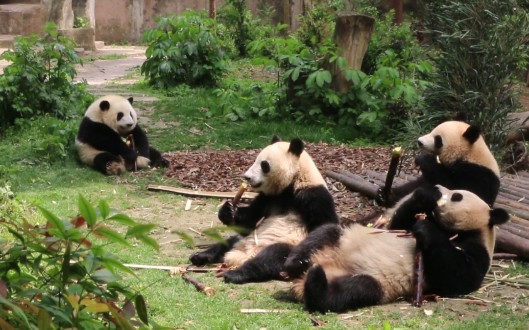 [图]名场面!名场面!名场面!! 还有人记得这三只熊猫和一个饭团吗？仔细听，还有黑妈说花花走错教室了