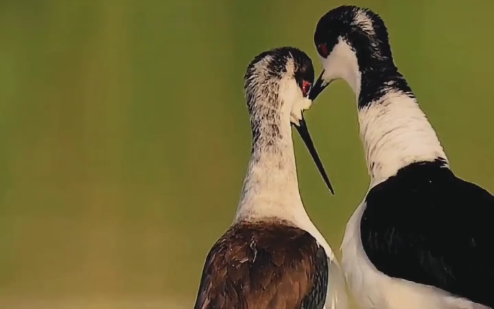 这些动物都很恩爱