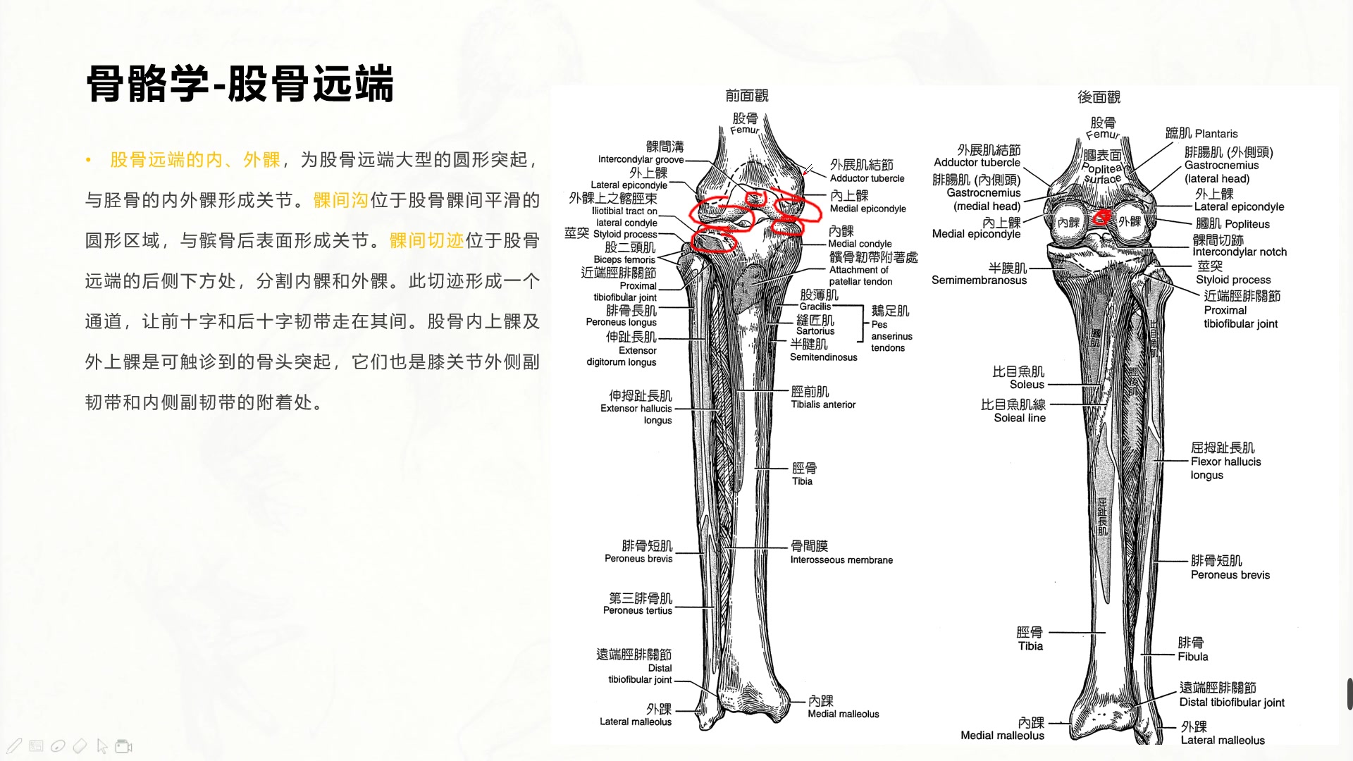 基础肌动学第10章膝关节的结构及功能哔哩哔哩bilibili