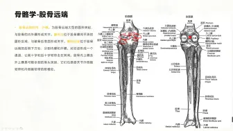 Download Video: 基础肌动学第10章-膝关节的结构及功能