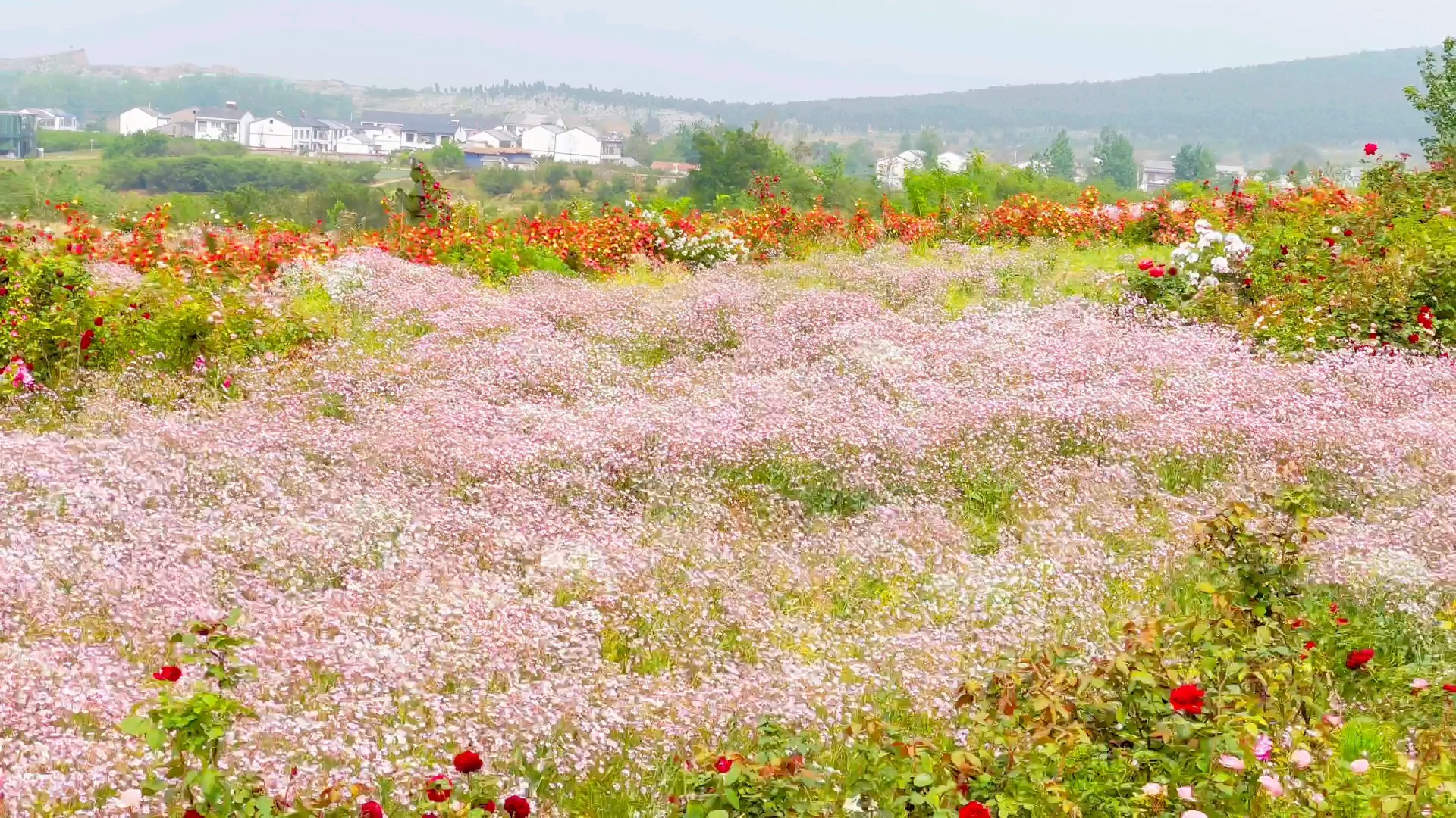 打卡 圣人窝樱桃谷 花海