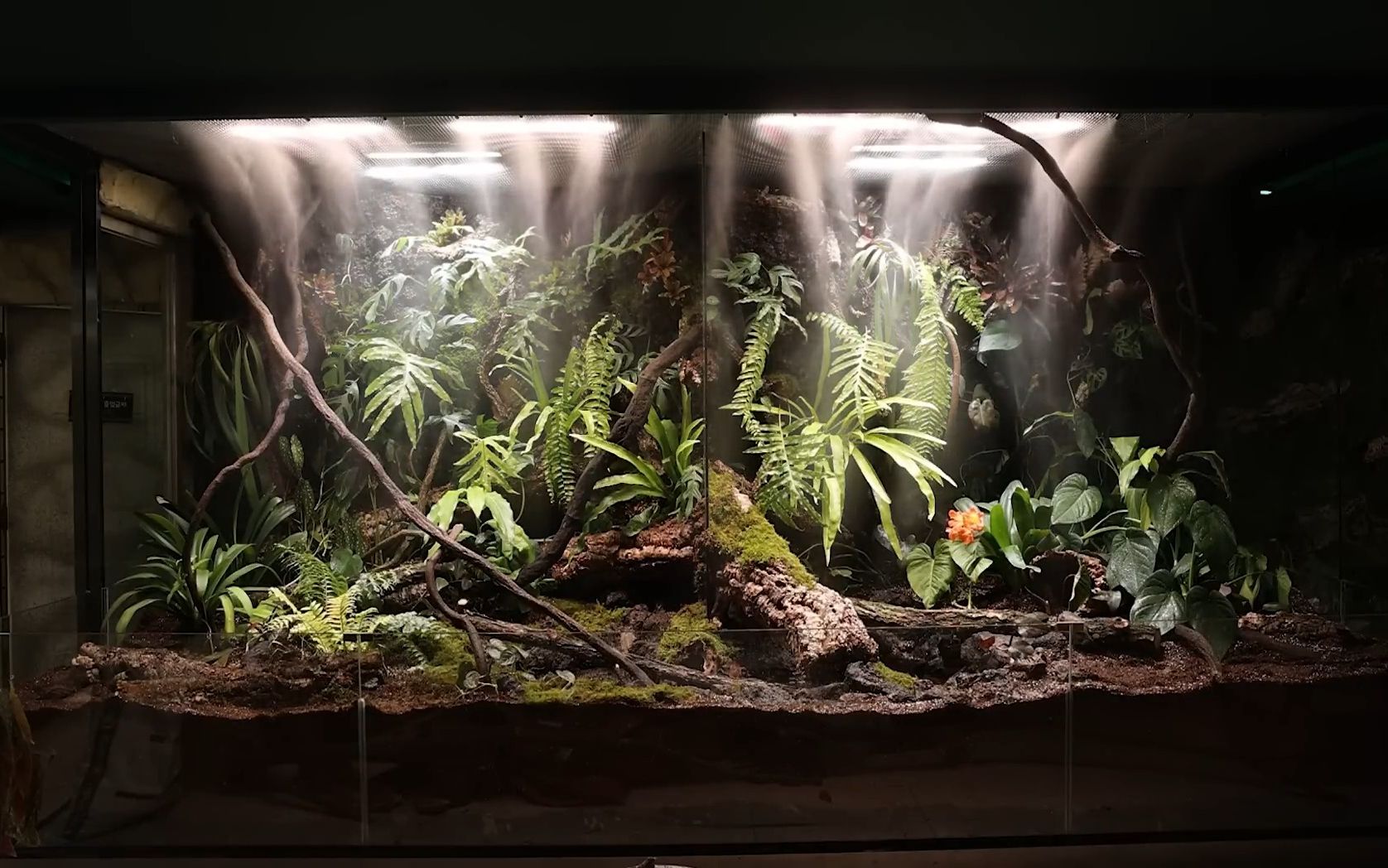 总长35米!在动物园制作10个超大型生态缸