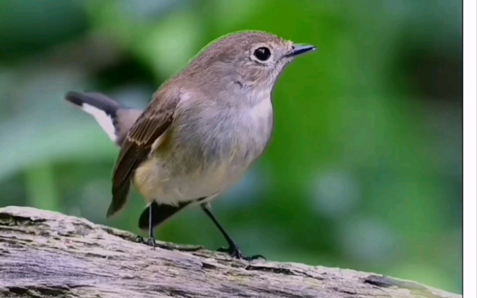 红喉姬鹟#鸟类摄影原创