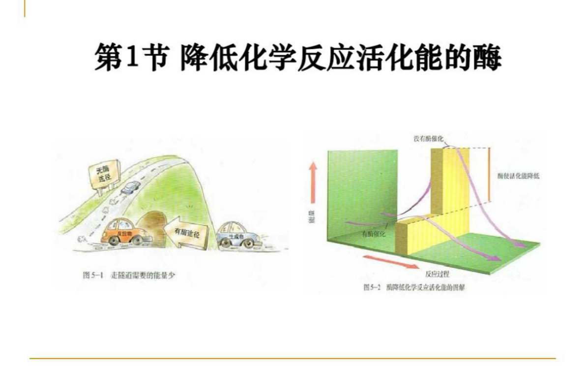 高中生物必修一《降低化学反应活化能的酶》第二课时———酶的特性哔哩哔哩bilibili