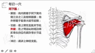 Download Video: 16【每日一穴】天宗穴——你按你也“疼”的穴位 要从这几点分析