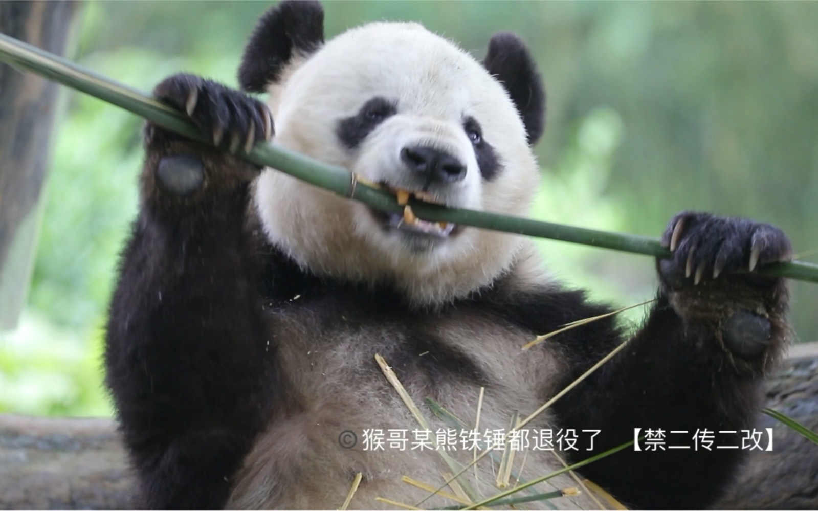 [图]【大熊猫妃妃】210417乐园盼盼，游客说，她的名字太美了，举双手双脚赞成！