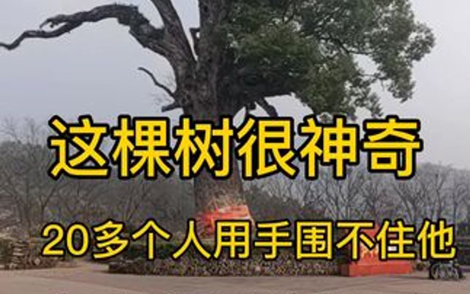 为了纪念红军,就连这古树更名为红军树,据说有800多年的历史,他的神奇之地就是20多个人,怎么样都抱不住,所以就称为神树哔哩哔哩bilibili