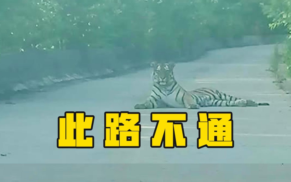 东北虎霸气拦路朱广权旁若无人难掩体重特别沉