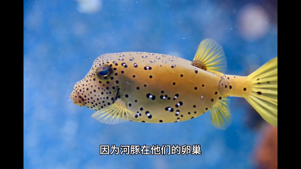 河豚为什么有毒?