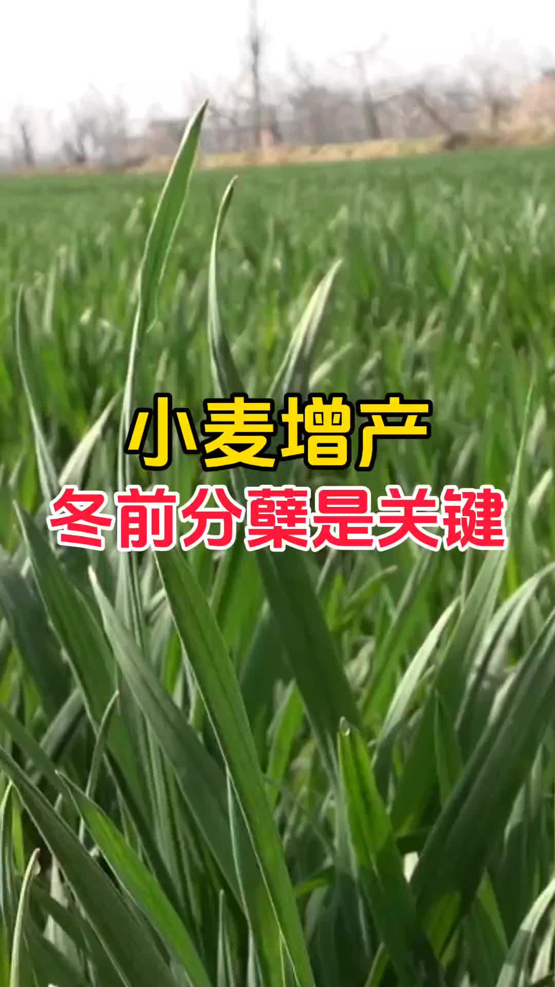 小麦增产,冬前分蘖是关键哔哩哔哩bilibili