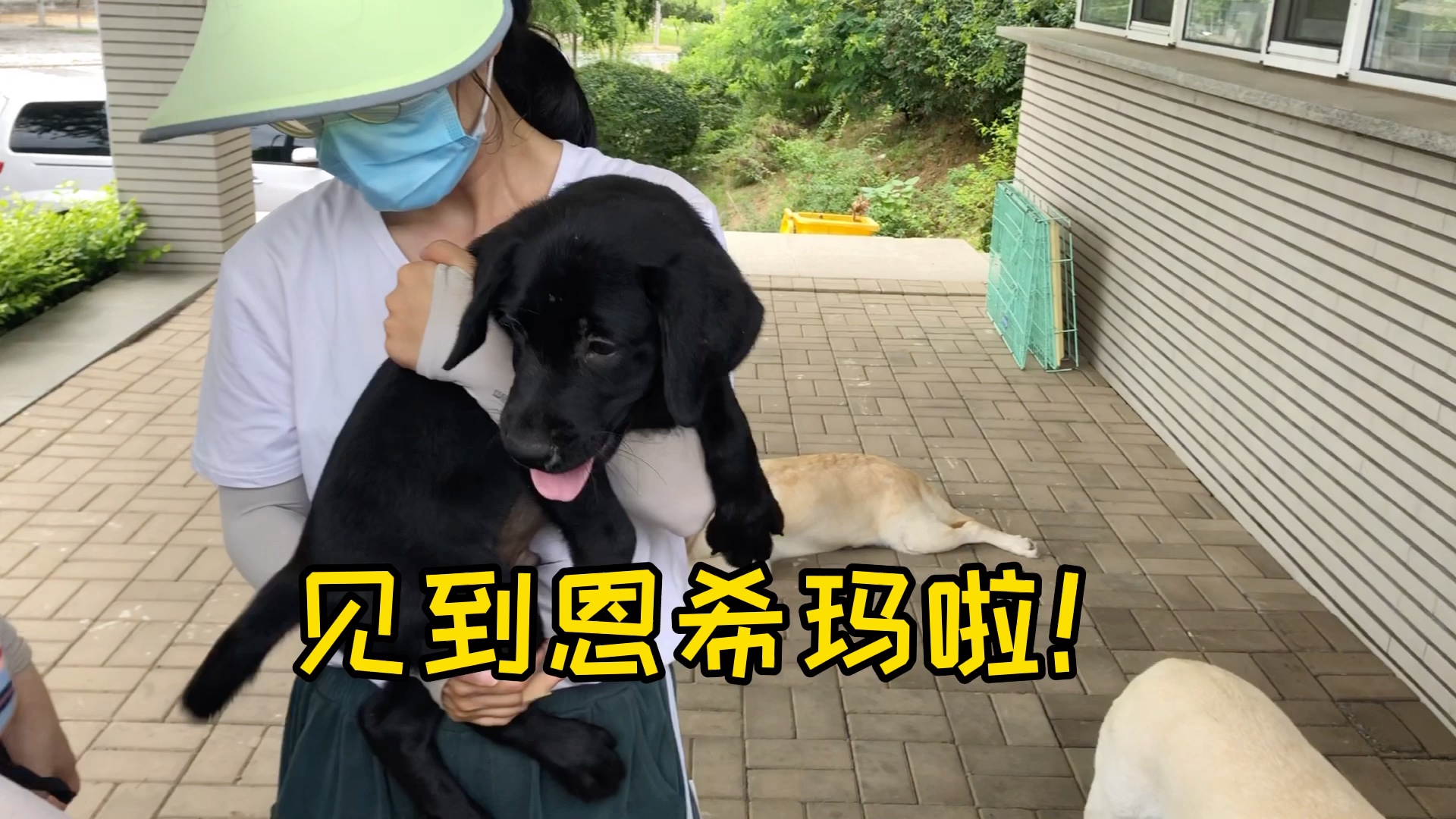 【拉布拉多】成为导盲犬幼犬寄养家庭的第一天哔哩哔哩bilibili