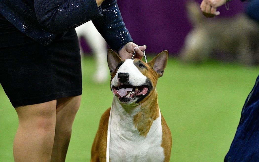 2019年美国西敏寺犬展-花斑牛头梗