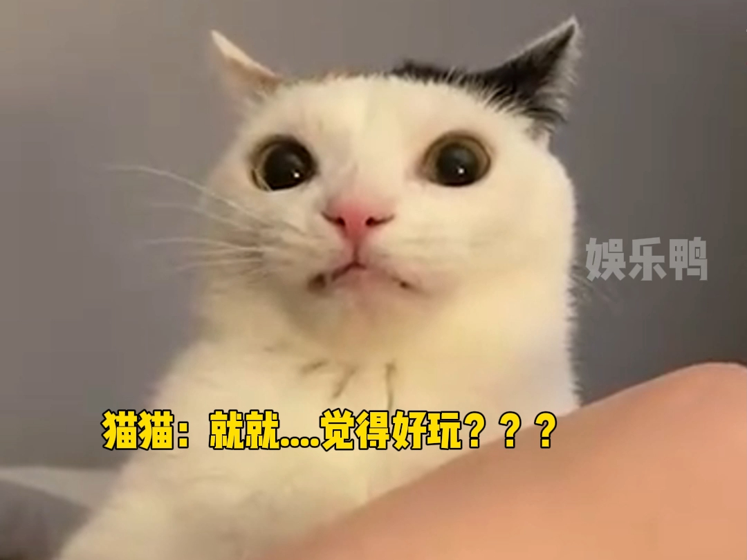 猫猫:我是谁?我在哪儿?我生从何来死去何方?哔哩哔哩bilibili