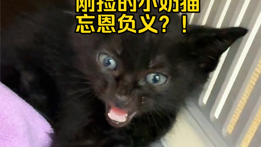 刚捡的小奶猫,忘恩负义!疯狂哈人记仇了?哔哩哔哩bilibili