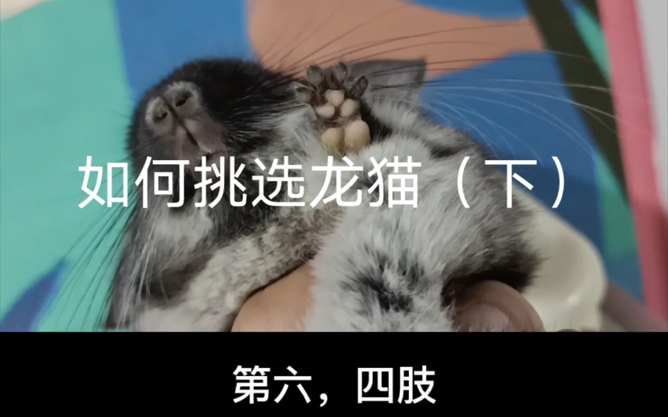 【科普贴】如何挑选龙猫(下)哔哩哔哩bilibili