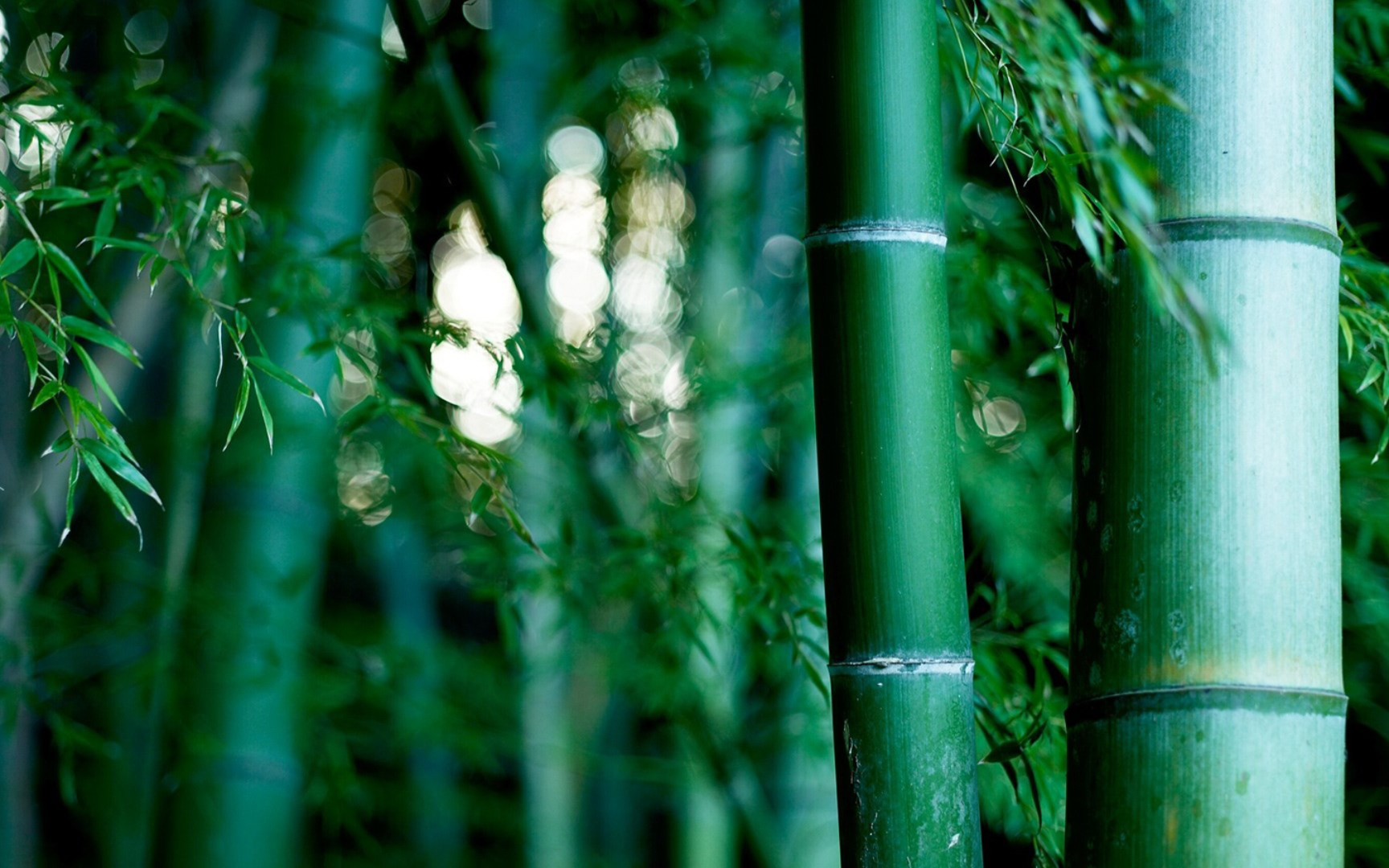 《竹林深处》葫芦丝——深林人不知,明月来相照