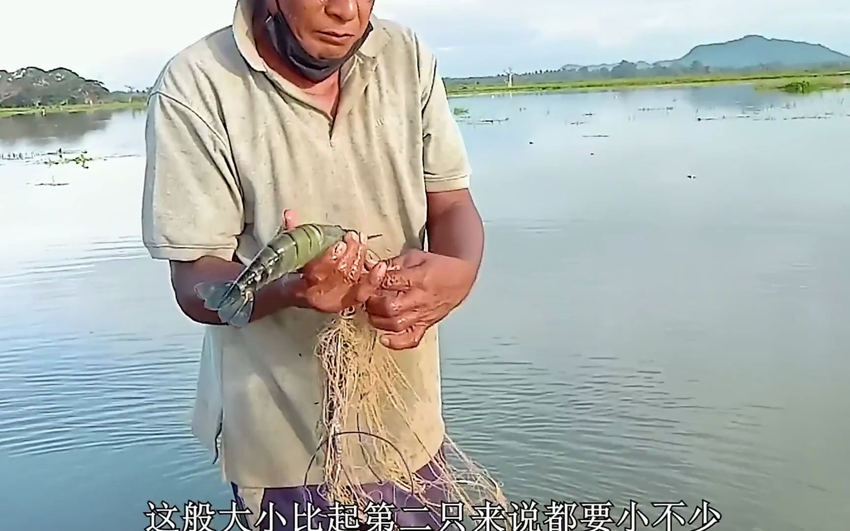 沼泽大蓝虾图片