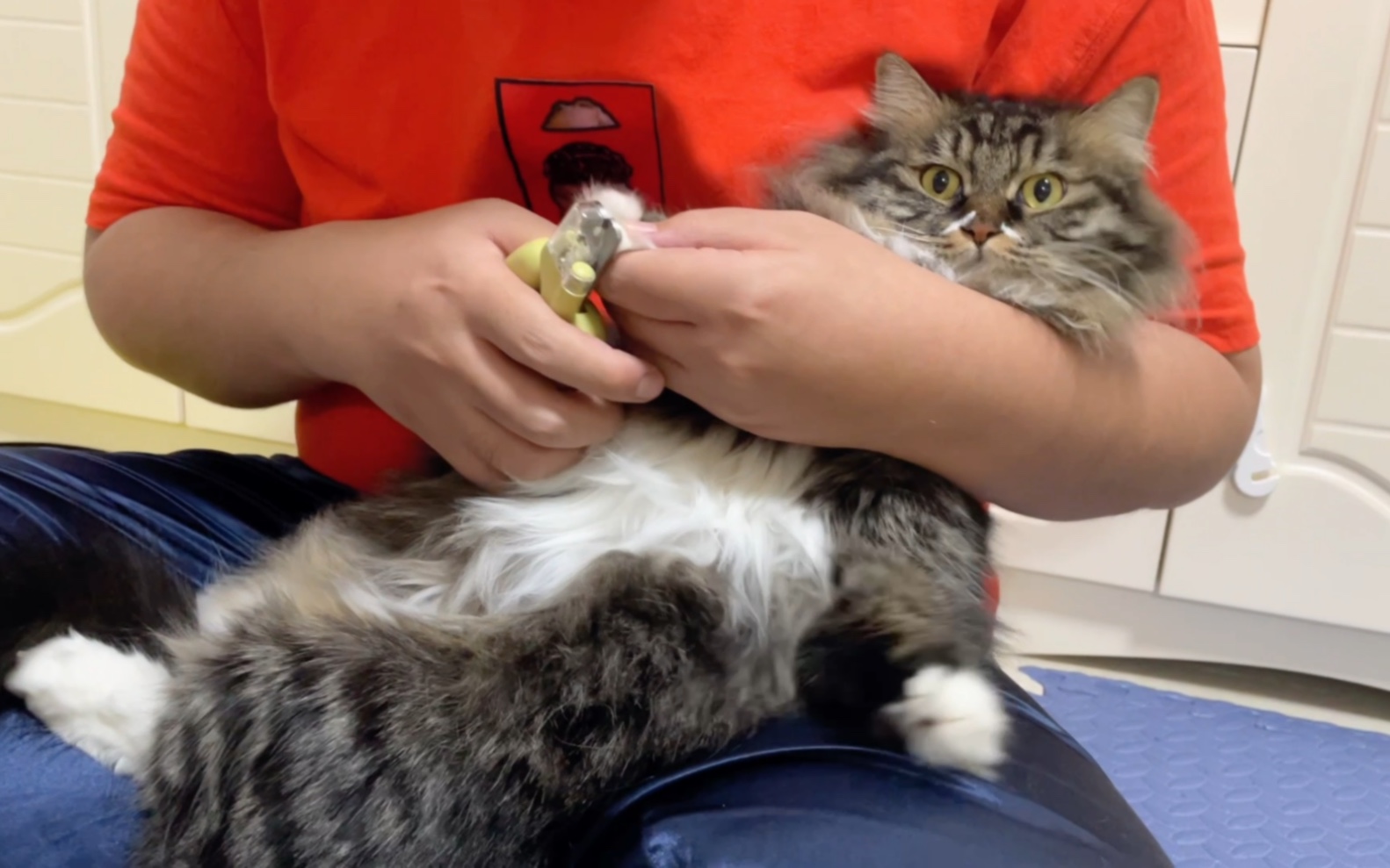 沉浸式快速剪指甲(脱脱)