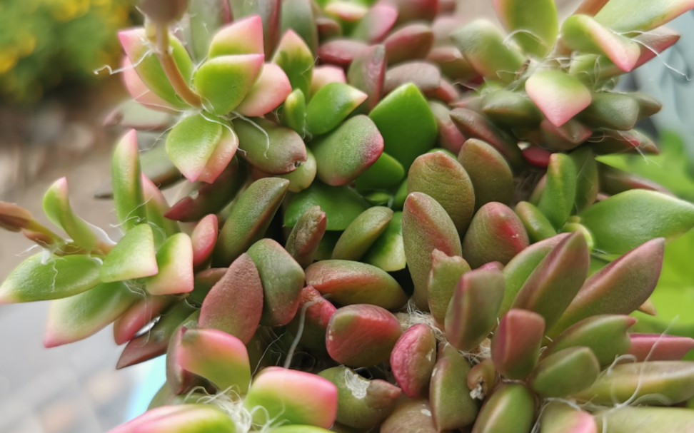 吹雪之松锦开花啦