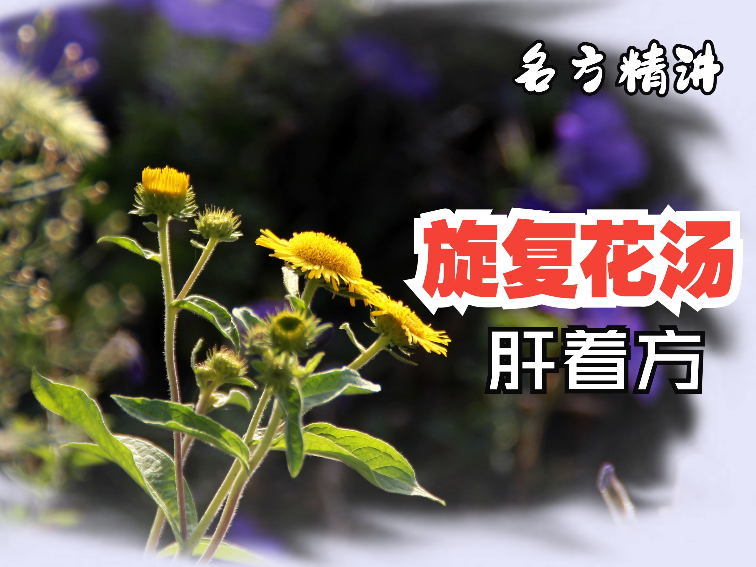 名方精讲:旋复花汤,肝着方.哔哩哔哩bilibili