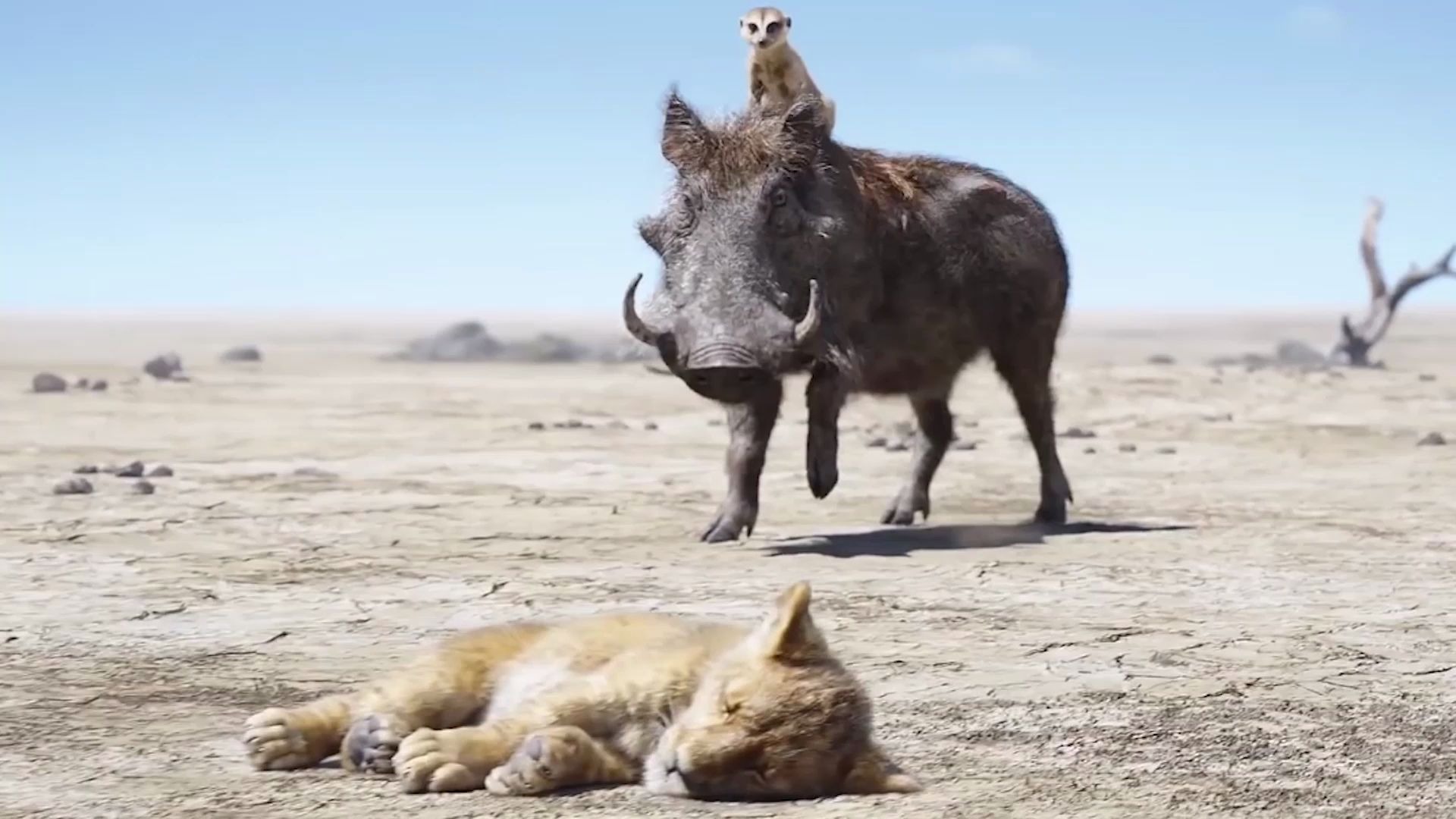 狮子王里最搞笑的瞬间笑到肚子疼